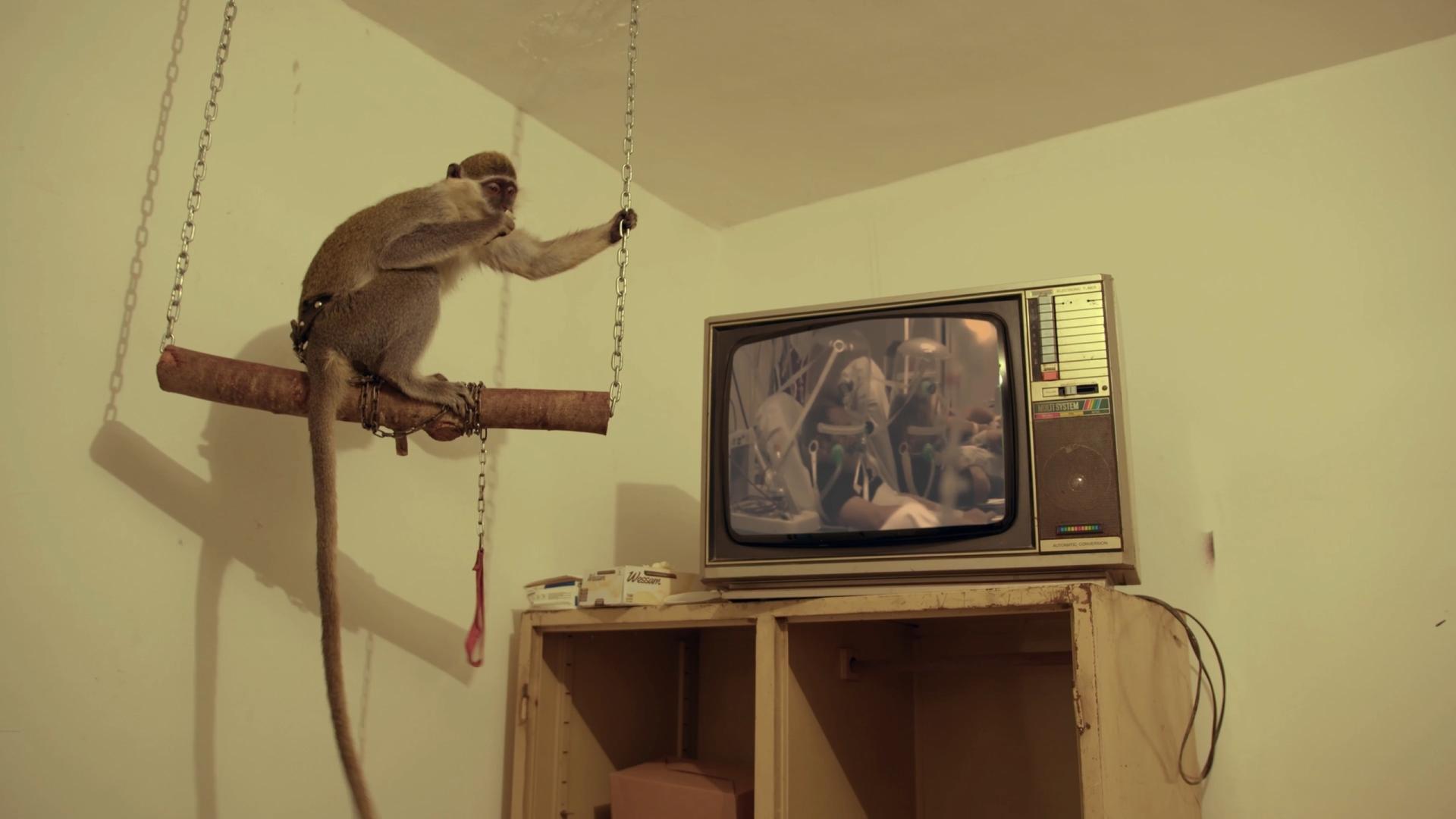 The Monkey The Monkey