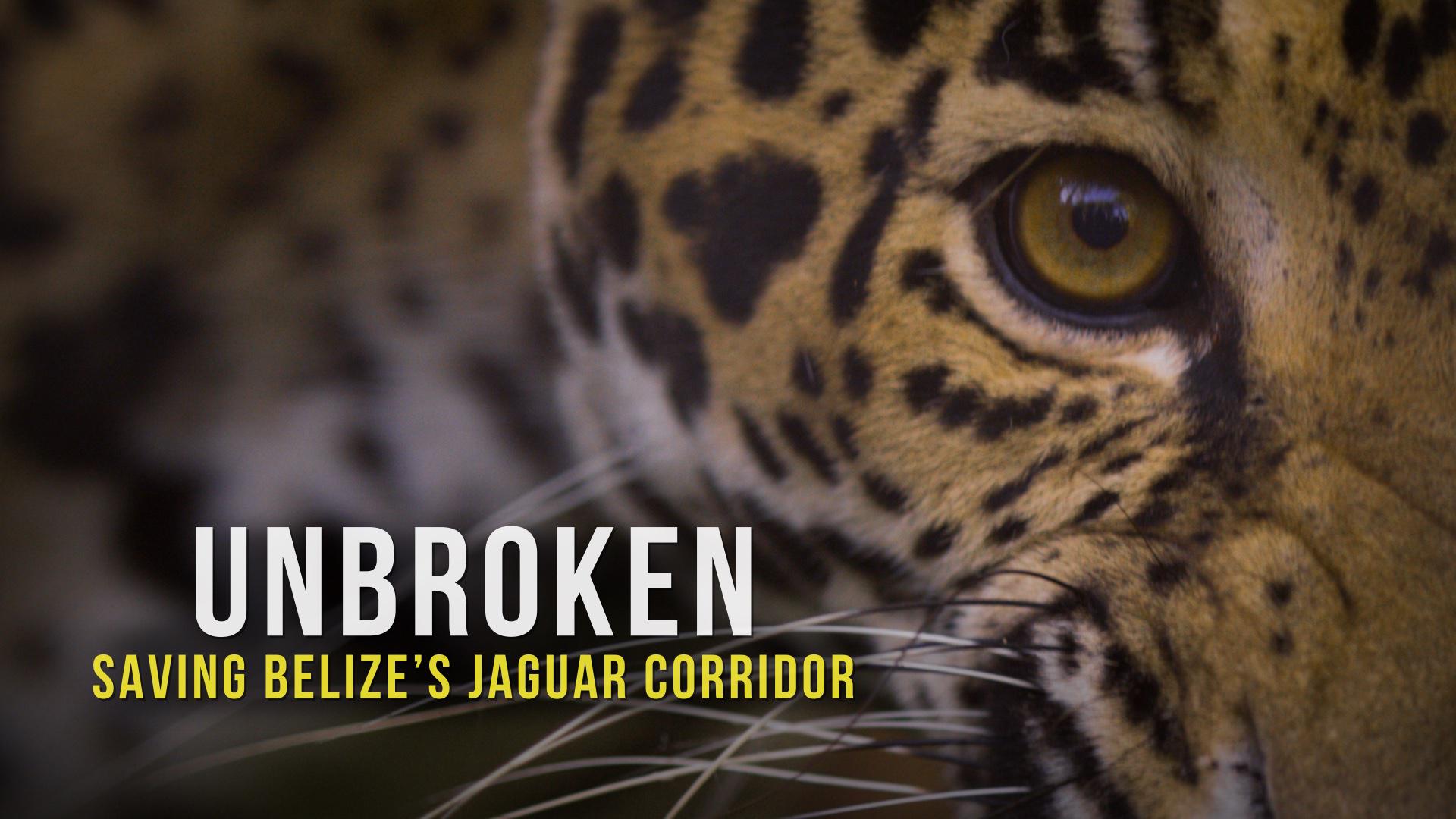 Unbroken: Saving Belize's Jaguar Corridor